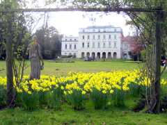 Daffodils, Shotover House Garden